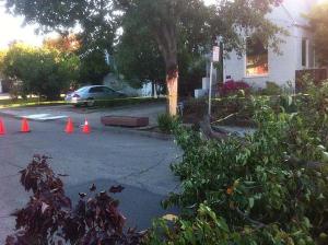A block of Maple Avenue in the Laurel District was completely closed Wednesday morning due to a downed tree