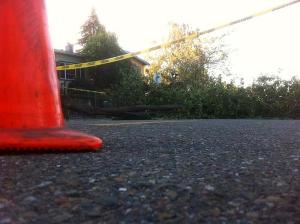 A block of Maple Avenue in the Laurel District was completely closed Wednesday morning due to a downed tree.