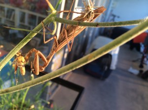 They love to eat upside down. This one starts with a grasshopper drumstick.