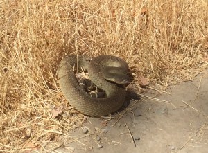 Crotalus oreganus 2