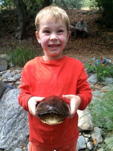 Western pond turtle.