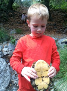 Western pond turtle (belly).
