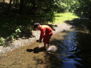 Kieran releasing western pond turtle.