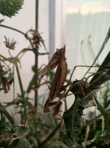 This grasshopper has found a safe place to hide, for now!