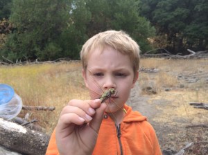 Anax junius is a fierce, voracious predator that catches smaller insects in flight.