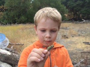 Dragonflies, the Top Gun pilots of the insect world, are not easy to catch, so we were lucky to get a good look at this one.