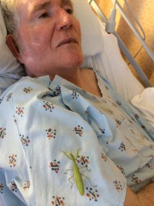 Yet another therapy insect at work! We should get some little vests for them to wear!