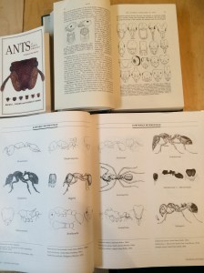 We've got some wonderful ant books. But even that ain't enough for an easy ID.