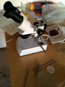 That tiny reddish dot under the microscope is a pile -- yes a pile -- of five or six ants!