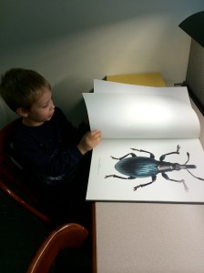 One of the oversize books on beetles.