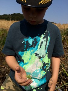 The first creature we found was a brand new dragonfly, just emerged from its nymph's shell, still green and soft and fragile.