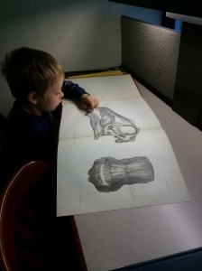 Counting the teeth in a Diplodocus skull.