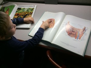 Counting human teeth (and checking the two of his that are loose).