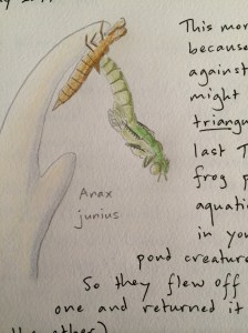 I had already written about the previous night's emergence in the diary I keep for my son.