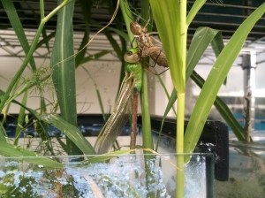 Because the delicate wings have been folded up, accordion style, inside the tight skin of the nymph, it is a long and risky process to unfold them and prepare for flight.