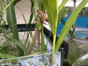 The imago, or adult, had fully emerged from the nymphal shell, and was drying and extending its wings.