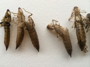 The cast off exuviae of darner dragonflies, collected near the Lake Merritt estuary.