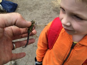 We were careful how we held it -- two fingers gently on the thorax, where those mighty wing muscles are. That way we didn't touch its wings.