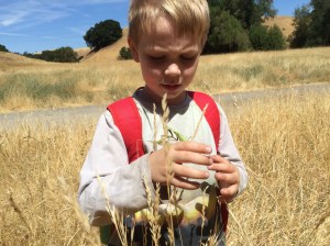 Kieran has sharp eyes, and spots many insects in the tall, dry grass.