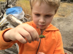Dragonflies haven't changed much in hundreds of millions of years. Why mess with success?