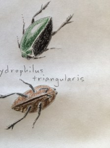 Hydrophilus triangularis