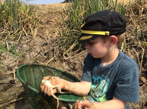 A medium sized bullfrog.