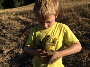 Sunday evening we caught Rana catesbeiana in Briones. Now you see him!