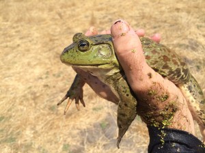 Rana catesbeiana ain't native to California -- it was introduced to the Golden State in 1905 for food! Those legs can be as big as a chicken drumstick, but due to the anaerobic function of amphibian muscles, they can still kick hours after they're cut off, even in a frying pan! Yuck!