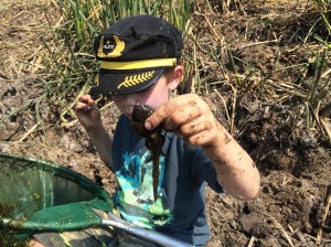 Bullfrogs are huge, and so are their tadpoles!