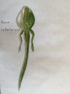 Rana catesbeiana