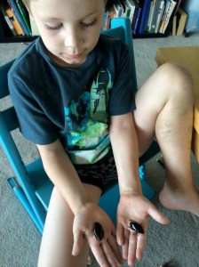 These are the largest diving beetles we've ever found.