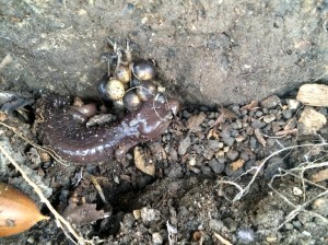 One adult Aneides guarded the clutch of dangling eggs.