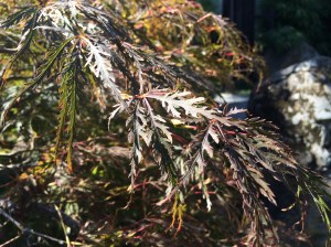 Japanese maple.