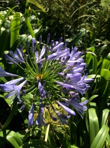 Agapanthus