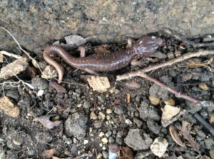 One adult salamander was nearby.