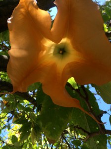 Angels trumpet glow