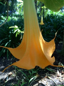 Angels trumpet