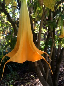 Angels trumpet