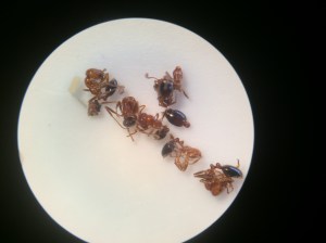 I took a couple photos using my iPhone camera through the eyepiece of the microscope. Here they are under 10 power lenses.