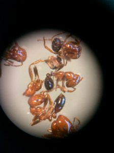 Kieran's fire ants under 20 power magnification.