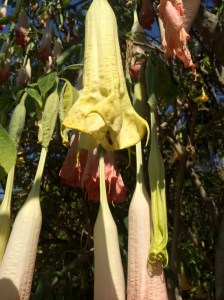 A honeybee visiting an angel's trumpet flower.