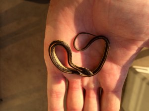 Thamnophis atratus -- this juvenile is small enough to fit comfortably on my palm.