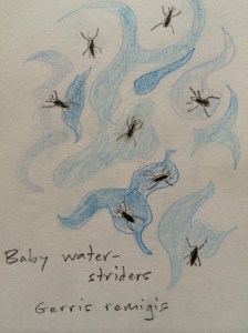 Baby water striders