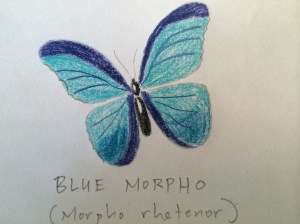 Blue Morpho