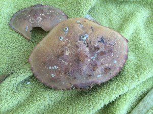 The carapace of a Dungeness Crab, Cancer magister.