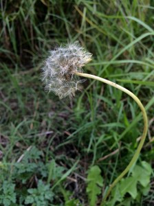 Dandelion