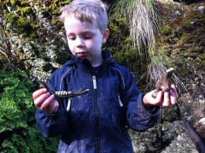 He found this deer mandible himself in a dry Mt. Diablo creek bed.