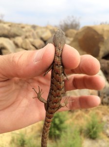 A closeup of the colorful scales on the lizard's back.