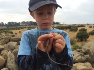 Alligator lizards have a very long tail compared to the length of their body.