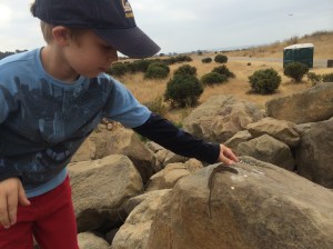 Releasing the first lizard.